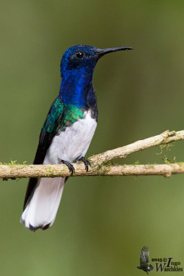 Adult male White-necked Jacobin