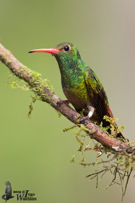 Adult Rufous-tailed Hummingbird