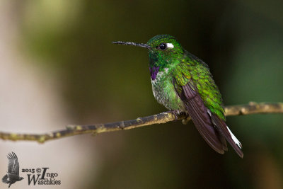 Adult male Purple-bipped Whitetip