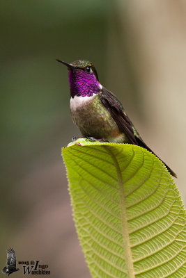Adult male Purple-throated Woodstar