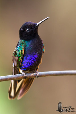 Adult male Velvet-purple Coronet