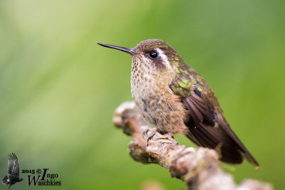 Adult Speckled Hummingbird