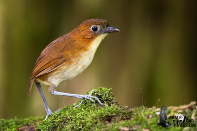 Adult Yellow-breasted Antpitta