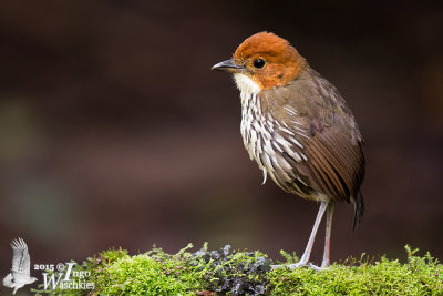 Adult Chestnut-crowned Antpitta