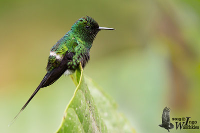 Adult male Green Thorntail