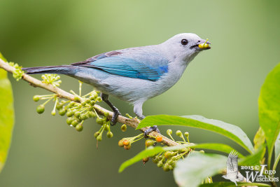 Adult Blue-grey Tanager