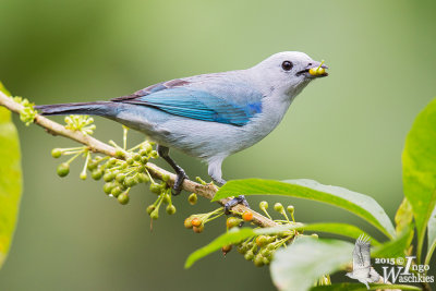 Ecuador (October 2015)