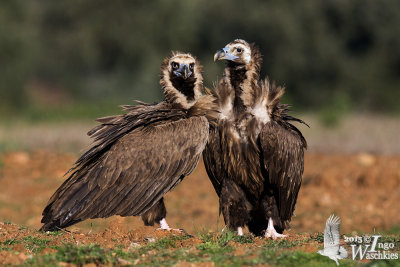 Two adult Eurasian Black Vultures