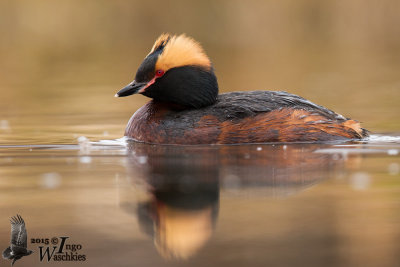Adult Horned Grebe