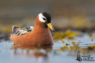 Adult female Red Phalarope