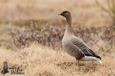 Adult Pink-footed Goose