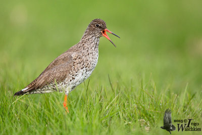 Adult Common Redshank