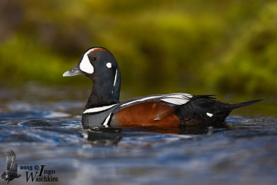 Adult male Harlequin Duck