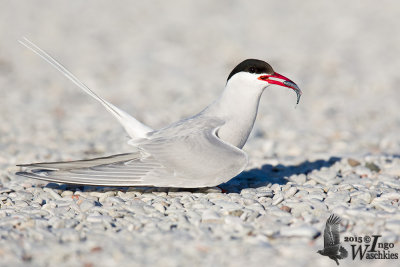 Adult Arctic Tern