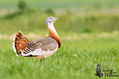 Adult male Great Bustard