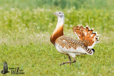 Adult male Great Bustard
