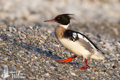 Adult male Red-breasted Merganser in breeding plumage