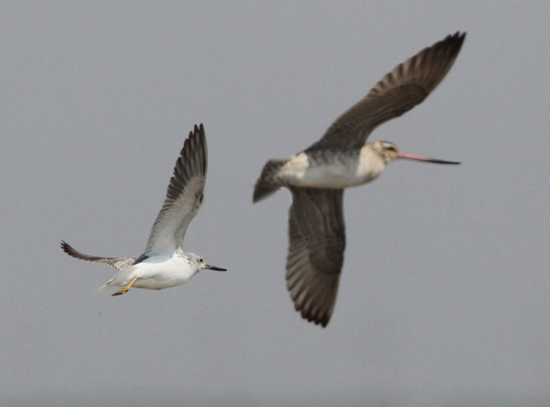 Nordmanns Greenshank, Tringa guttifer