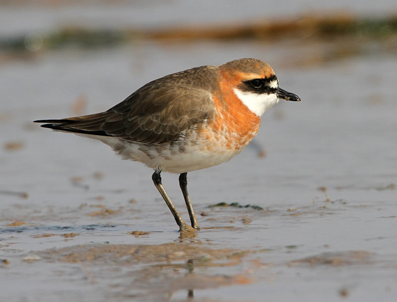 Lesser Sand-Plover, Charadrius mongolus