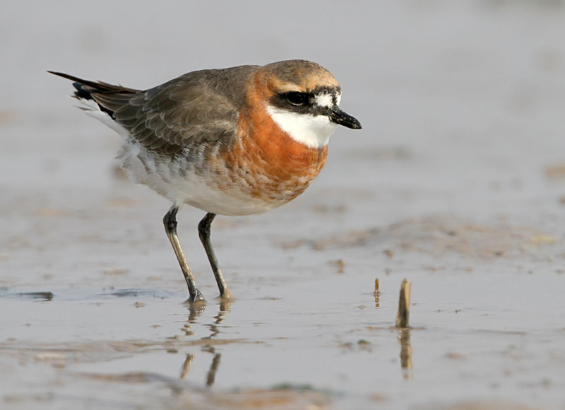 Lesser Sand-Plover, Charadrius mongolus
