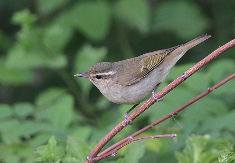 Pale-legged Leaf-Warbler, Phylloscopus tenellipes