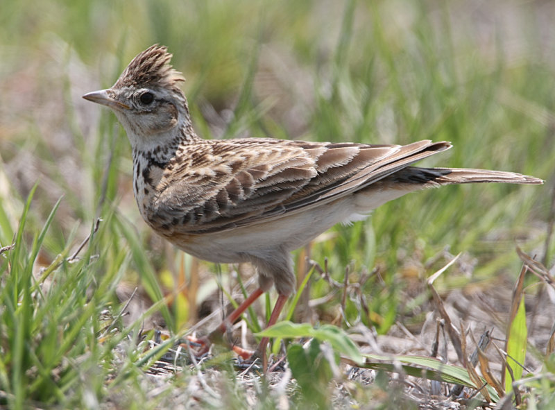 Oriental Skylark, Alauda gulgula