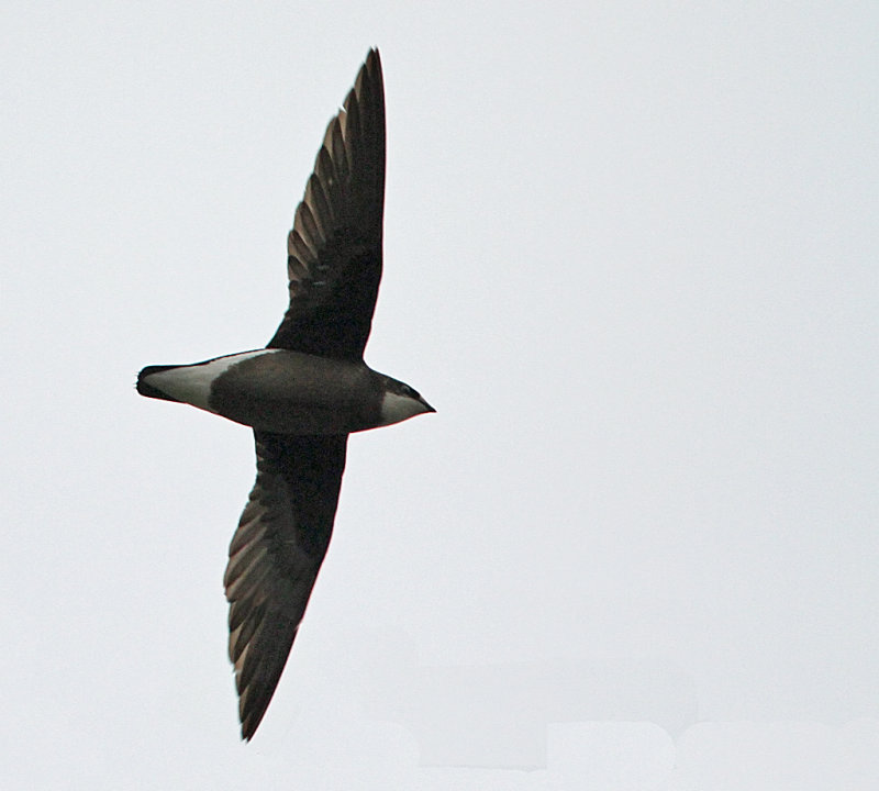 White-throated Needletail, Hirundapus caudacutus caudacutus