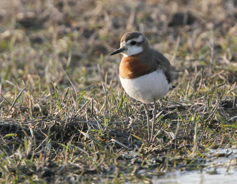 Caspian Plover, Charadrius asiaticus. Kaspisk pipare