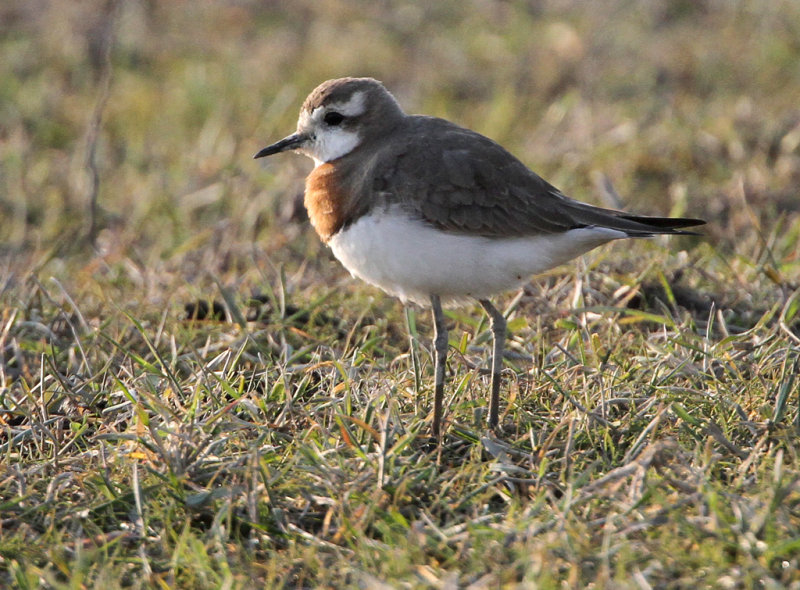 Caspian Plover, Charadrius asiaticus. Kaspisk pipare