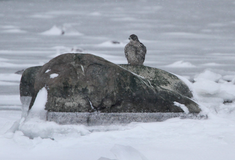 Gyr Falcon, Falco rusticolus. Jaktfalk