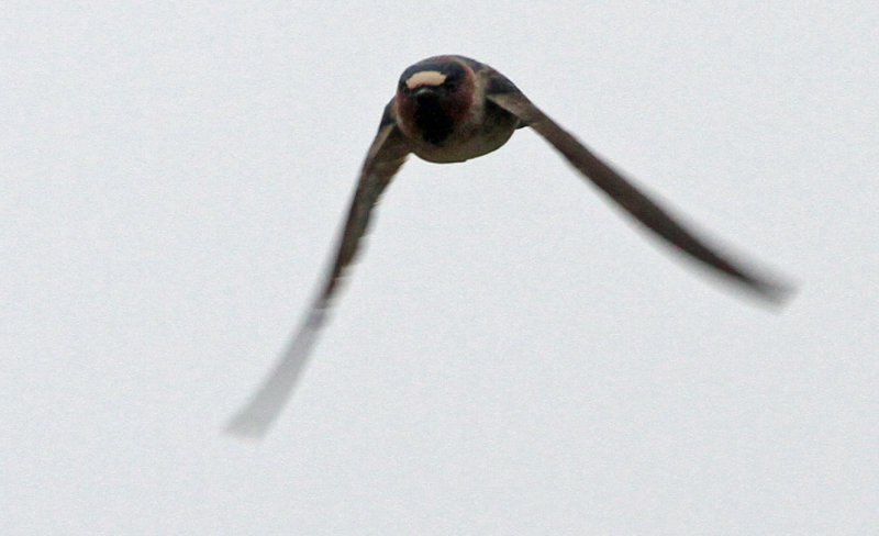 Clif Swallow, Petrochelidon pyrrhonota. Stensvala