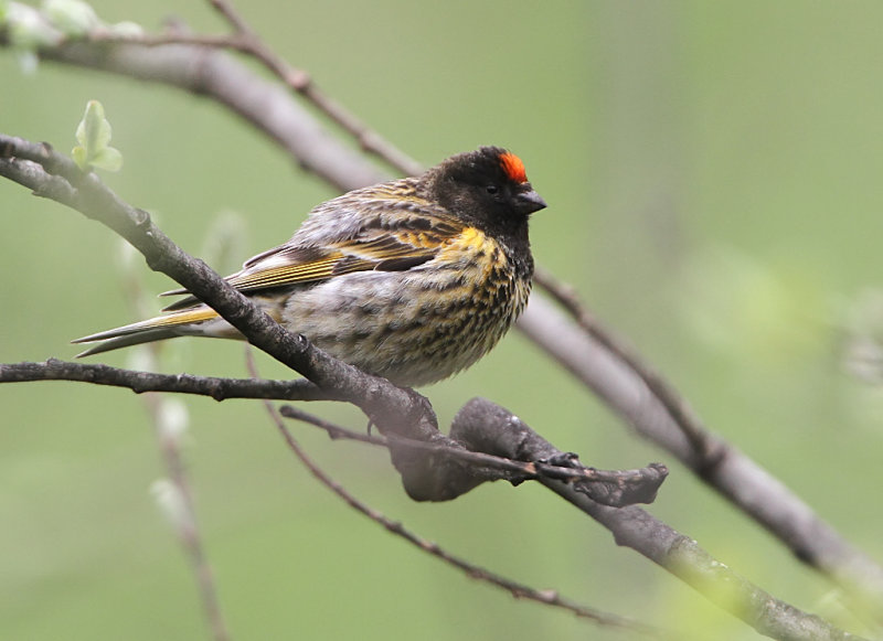 Red-fronted Serin, Serinus pusillus  Rdpannad gulhmpling