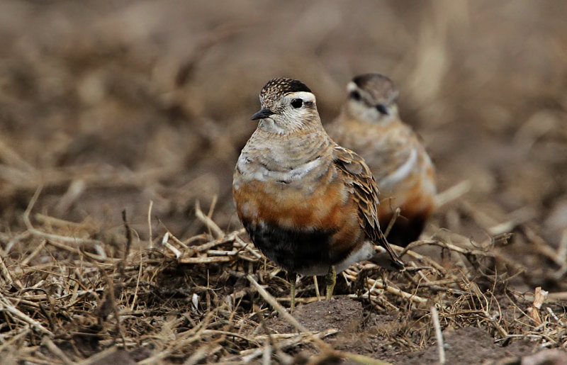 Eurasian Dotterel (Fjllpipare)