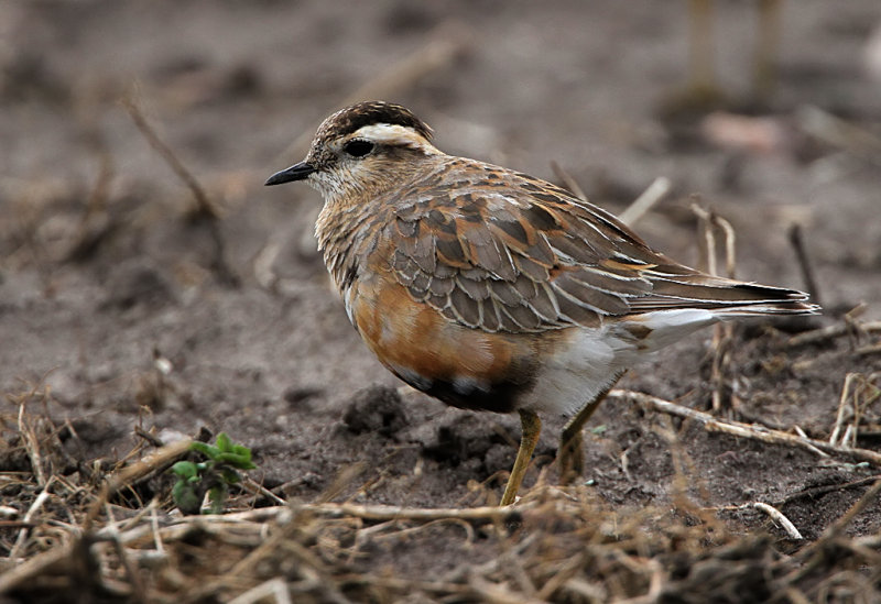 Eurasian Dotterel (Fjllpipare)