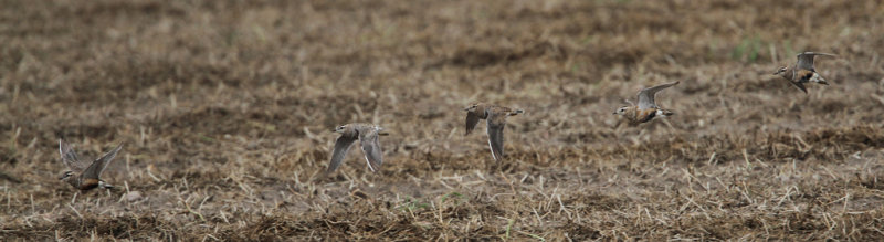 Eurasian Dotterel (Fjllpipare)