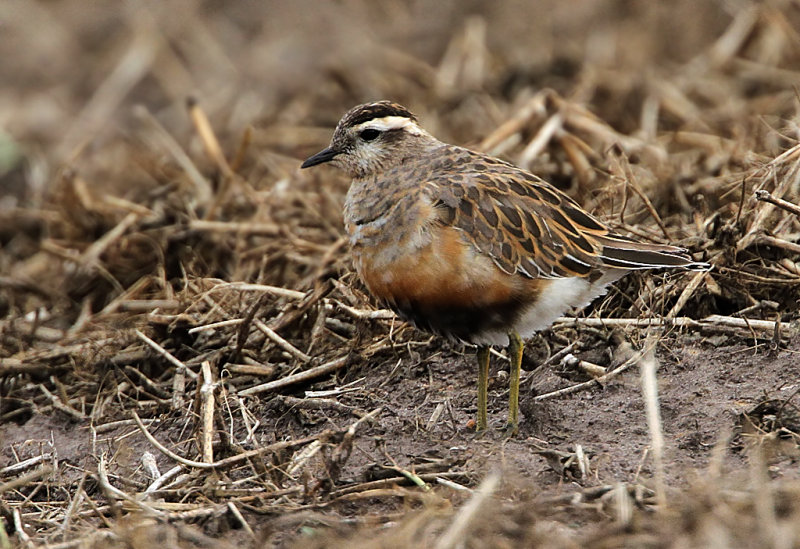 Eurasian Dotterel (Fjllpipare)