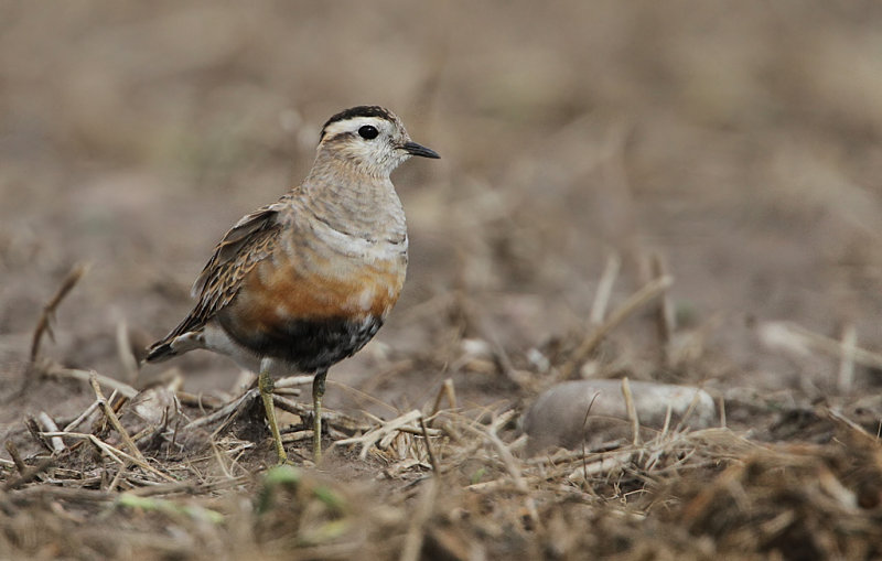 Eurasian Dotterel (Fjllpipare)