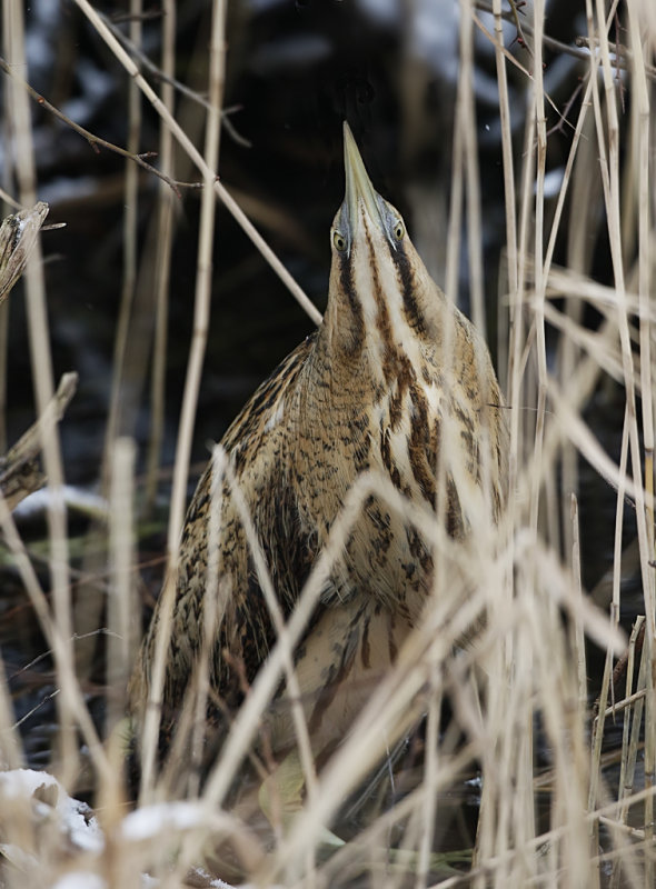 Eurasian Bittern Botarius stellaris, Rrdrom