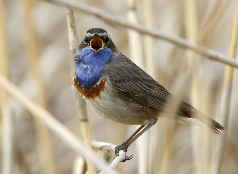 Bluethroat Luscinia svecica cyanecula, Vitstjrnig blhake