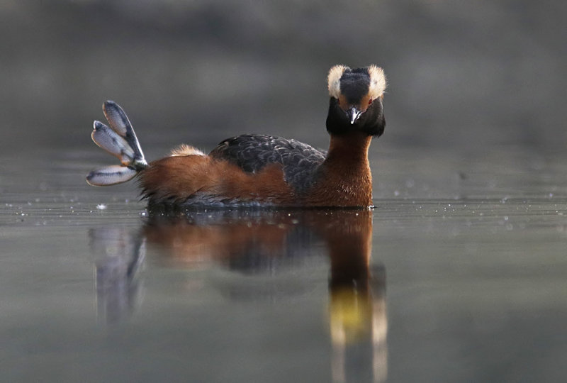 Horned Grebe, Podiceps auritus  Svarthakedopping
