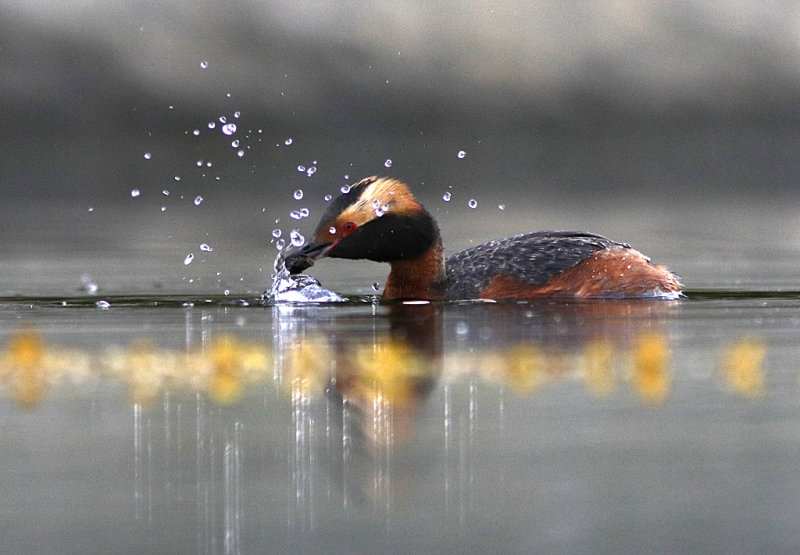 Horned Grebe, Podiceps auritus  Svarthakedopping