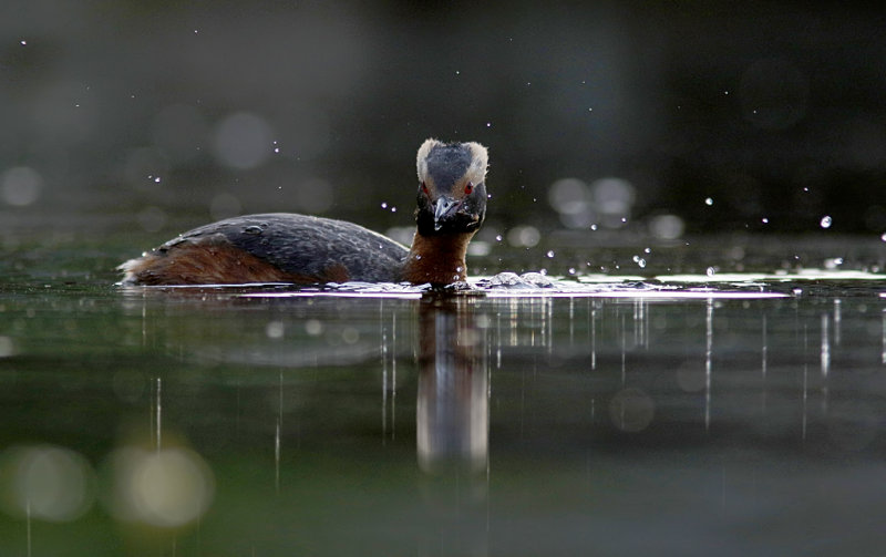 Horned Grebe, Podiceps auritus  Svarthakedopping