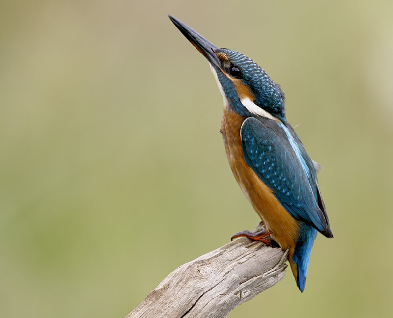 Common Kingfisher Alcedo atthis, Kungsfiskare