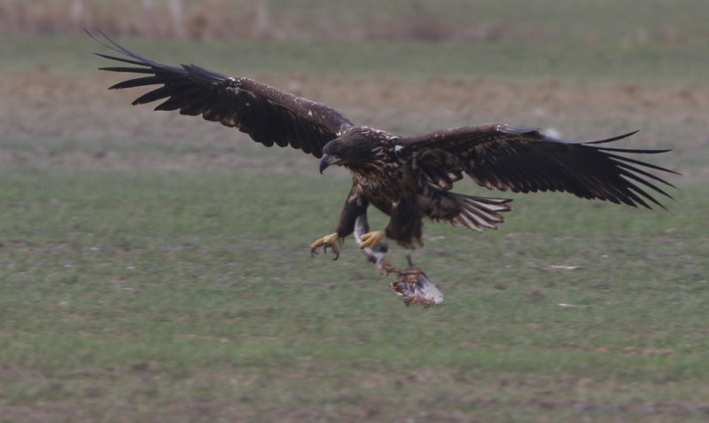 White-tailed Eagle  Haliaeetus albicilla, Havsrn