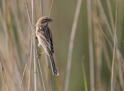 Pallas's Bunting, Emberiza pallasi