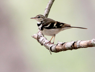 Forest Wagtail, Dendronanthus indicus