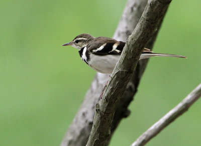 Forest Wagtail, Dendronanthus indicus