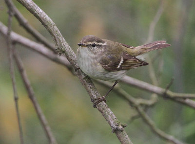 Yellow-browed Warbler (Taigasngare)