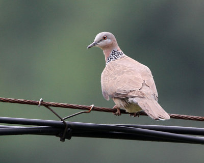 Spotted Dove, Streptopelia chinensis chinensis