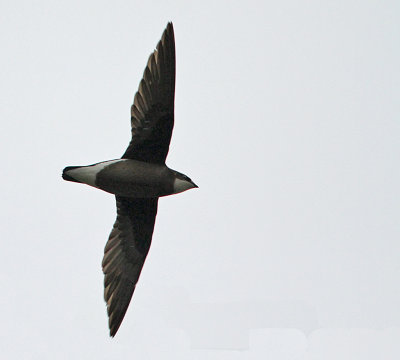 White-throated Needletail (Taggstjrtseglare)